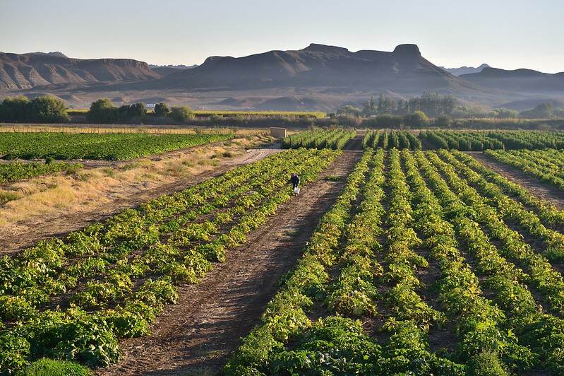 Agriculture